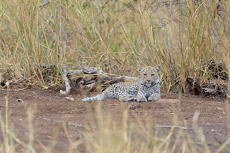 野外的豹幼崽观光荒野旅游游乐园野生动物衬套大猫食肉小动物动物图片
