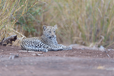 野外的豹幼崽小动物游乐园旅游哺乳动物衬套大猫昼夜观光荒野野生动物图片