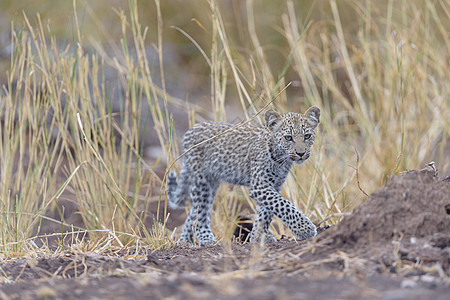 野外的豹幼崽观光大猫荒野哺乳动物衬套游乐园野生动物动物食肉小动物图片
