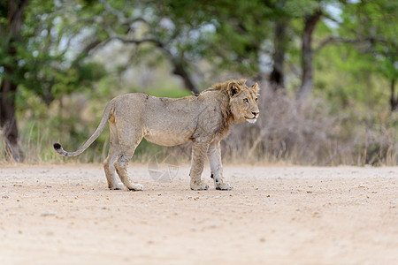 荒野中的小狮子猫科母狮动物群衬套幼兽生物动物狮子婴儿哺乳动物图片