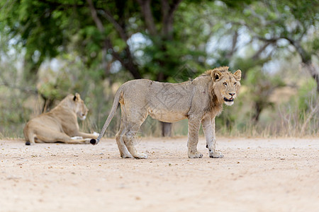 荒野中的小狮子男性幸存者食肉动物群幼崽猎人野猫爪子毛皮游戏图片