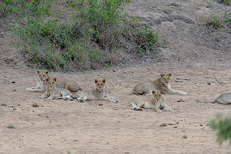 狮子与小熊野生动物食肉拥抱动物家庭小动物母亲关爱栖息地荒野图片