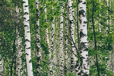 白桦树背景公园林地树干风景桦木叶子木头植物白桦林季节图片