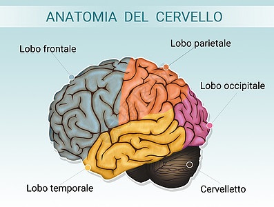大脑解剖图科学神经裂片心理学药品学习学家小脑插图智力图片