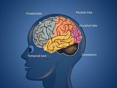 大脑解剖图心理学裂片癌症神经小脑学习学家头脑回忆插图图片