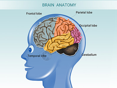 大脑解剖图裂片枕骨记忆小脑半球药品插图学习男人心理学图片