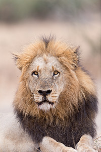 野外的雄狮猎人动物沙漠环境荒野食肉男性鬃毛毛皮哺乳动物图片