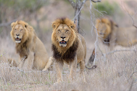 野外的雄狮哺乳动物荒野男性鬃毛野生动物沙漠动物毛皮食肉头发图片