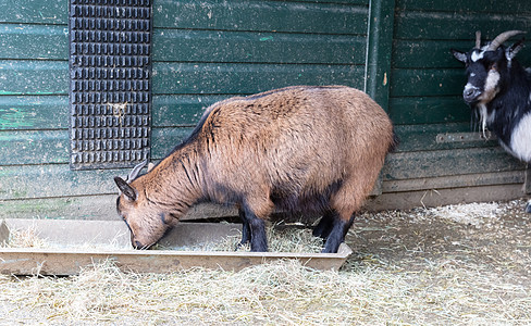 吃干草的老山羊农场哺乳动物喇叭图片
