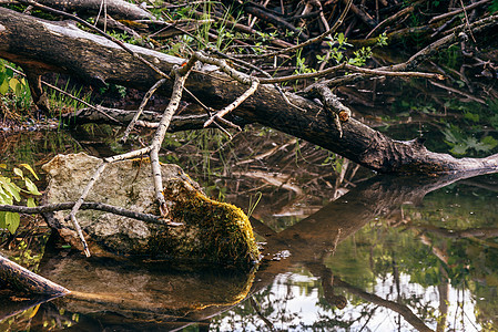 石上的阳光淡水苔藓公园石头木头冒险林地叶子森林植物图片
