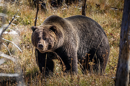 黄石公园树林里的灰熊肖像图片