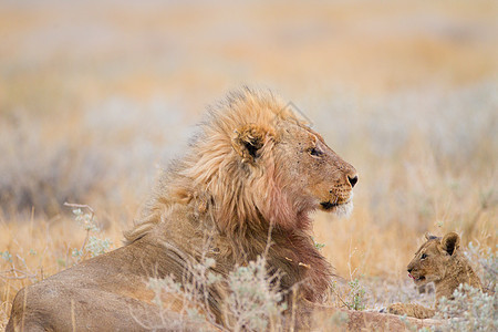 野外的雄狮捕食者食肉沙漠成人野生动物马赛国家动物狮子力量图片