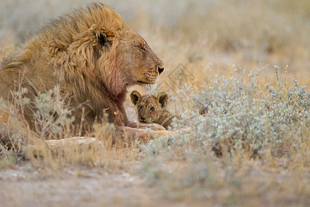 野外的雄狮捕食者哺乳动物荒野力量毛皮国家国王鬃毛猎人狮子图片