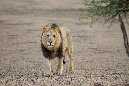 野外的雄狮力量男性狮子国家沙漠动物哺乳动物毛皮野生动物旅行图片
