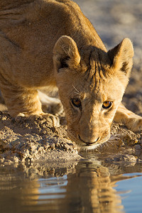 狮子熊饮用水夫妻耳朵母亲眼睛头发哺乳动物荒野游戏家庭大猫图片