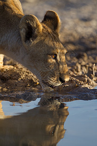 狮子熊饮用水大猫游戏小狮子狮子婴儿头发眼睛荒野母亲捕食者图片