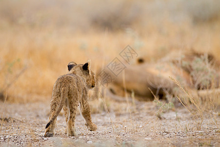 在野外的狮子幼熊婴儿动物食肉夫妻捕食者大猫游戏哺乳动物小狮子头发图片