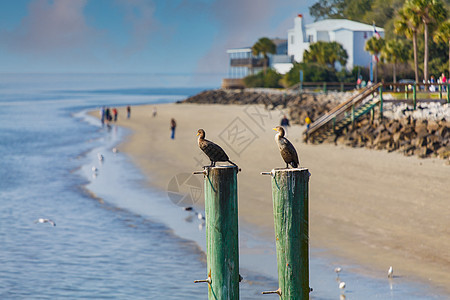 近海滩度假胜地上的两只海鸟图片