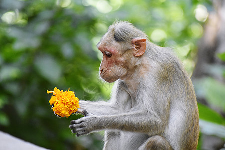 猴子在吃东西热带食物哺乳动物原始人丛林山脉公园晴天生活寺庙图片