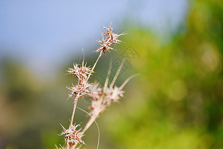 全景漫游长满荒芜高清图片