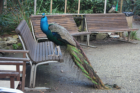 一只美丽的孔雀标本 其尾巴色彩多彩 绿色和蓝色明亮 在公园的木椅上野鸡野生动物热带动物群宠物植物异国羽毛长椅情调图片