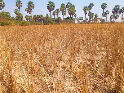 坎波迪亚的稻草块和甘蔗棕榈树图片