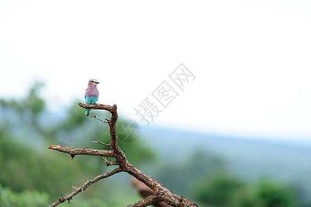 野生滚鸟蓝色羽毛鸟类动物群紫丁香野生动物尾目翅膀公园紫色图片