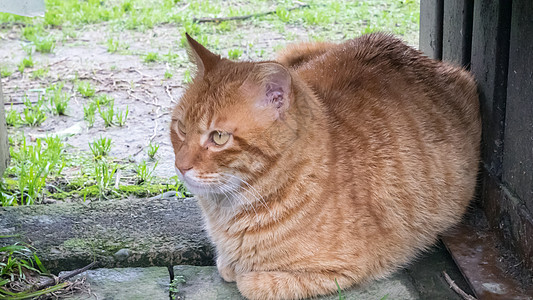 坐在花园里的可爱小猫咪哺乳动物动物猫咪眼睛黄色毛皮地面宠物虎斑图片