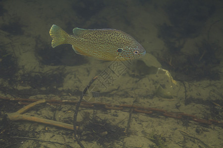 利波米斯钓鱼种子淡水野生动物环境长臂猿水族荒野鲈形目动物图片