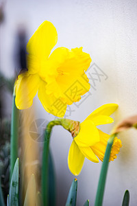 春时 黄色自恋花朵植物植物学花园水仙花场地公园晴天生长森林阳光图片