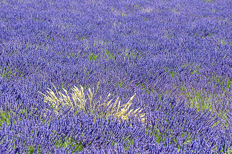 在弗朗南普罗旺斯种植熏衣植物花薰衣草向日葵全景紫色场地农村文化蜜蜂旅行胡同图片