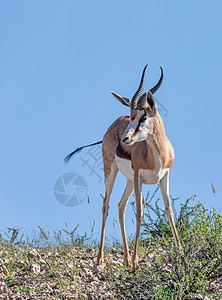 南非卡拉哈里的斯普林博克野生动物哺乳动物荒野国家内存动物沙漠蓝色食草羚羊栖息地图片