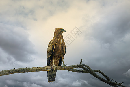非洲野生生物猎食的一只鹰公鹰图片
