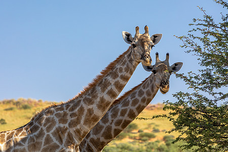可爱的长颈鹿南非野生动物异国游戏食草跨境草原荒野公园情调沙丘树木图片