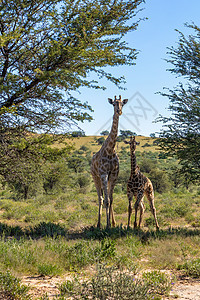 可爱的长颈鹿南非野生动物跨境荒野脖子国家小牛公园游戏情调动物沙漠图片
