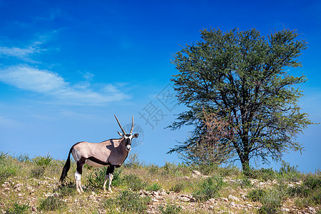 Gemsbok 卡拉哈里的奥里克斯瞪羚国家沙丘野生动物跨境哺乳动物动物群羚羊公园食草牛角图片