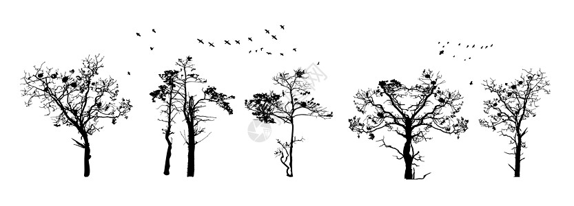 孤立在白色背景上的树剪影森林云杉季节孤独标识灌木荒野植物山毛榉徽章图片