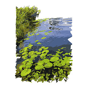 现实的湖与睡莲或荷叶和孤立的白色背景上的芦苇图片