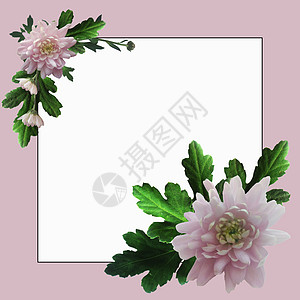 带有粉红色花朵和文字空间的框架卡片白色婚礼花蕾作品花园树叶雏菊角落植物图片