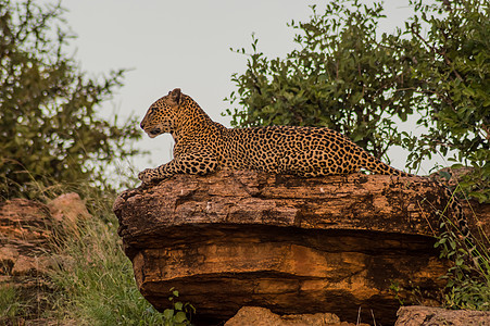 在Samburu公园的一块岩石上洗澡的豹子食肉公园国家动物乌云荒野哺乳动物豹属丛林黑色图片