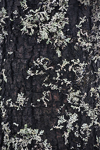柳树皮植物群公园苔藓宏观木头生态生长植物墙纸地衣背景图片