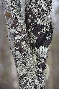 柳树皮乡村植被地衣墙纸生长木头苔藓湿地生态公园图片