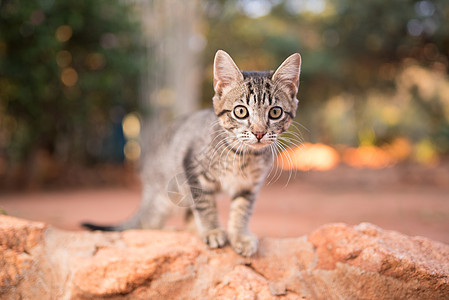 可爱的小猫小猫黑色日历流浪敬畏印花布暖心白色宠物棕褐色婴儿图片