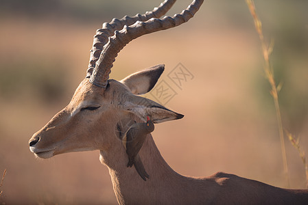 野外的伊帕拉动物食草耳朵哺乳动物环境国家羚羊游戏手表男性图片