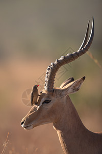 内罗毕野外的伊帕拉环境哺乳动物耳朵衬套手表男性羚羊全景食草游戏背景