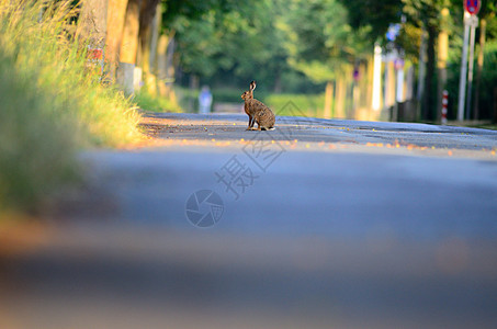 野兔 兔子荒野野生动物草地哺乳动物天兔警报动物群生态耳朵动物图片