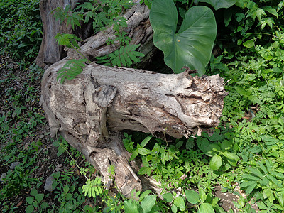 在自然背景上特写木梁橡木植物宏观粮食松树木板木材桌子光束材料图片