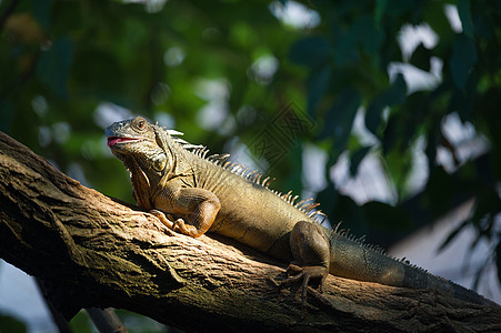 Iguana 肖像画木头动物园生物荒野脊椎动物蜥蜴脊柱动物爬虫闲暇图片