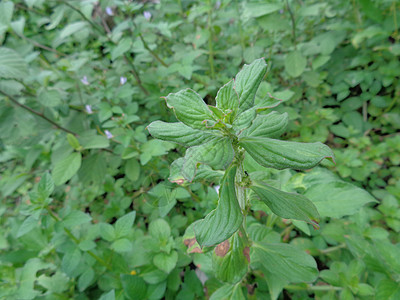 以天然背景特写绿色精子拉提弗利亚 这个植物是杂草热带街道墙纸宇宙球道花园宽叶环境铁草草地背景图片