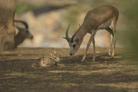 Gazelle 画像动物跑步濒危羚羊支撑环境男性哺乳动物运动瞪羚图片
